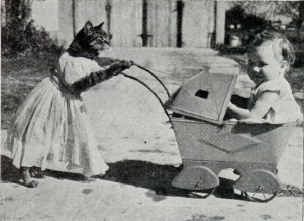 Котоколяска. Мощность - 1 кошачья сила, дрессированная кошка в комплекте (1938).
Нажми, чтобы посмотреть в полный размер Котоколяска. Мощность - 1 кошачья сила, дрессированная кошка в комплекте (1938).
Увеличить